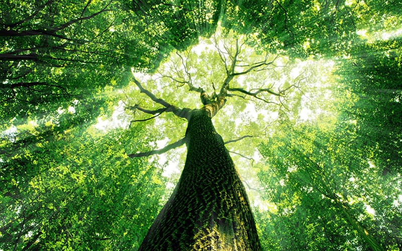 xerox-everyday-toner-section-2-de Xerox Nachhaltigkeit